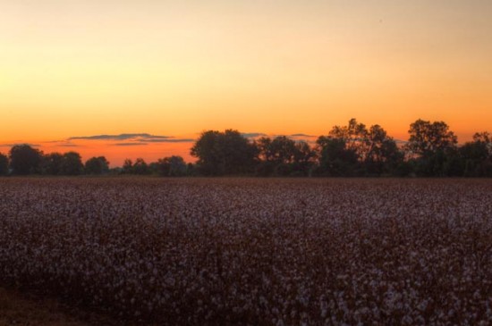 Cotton field sunrise