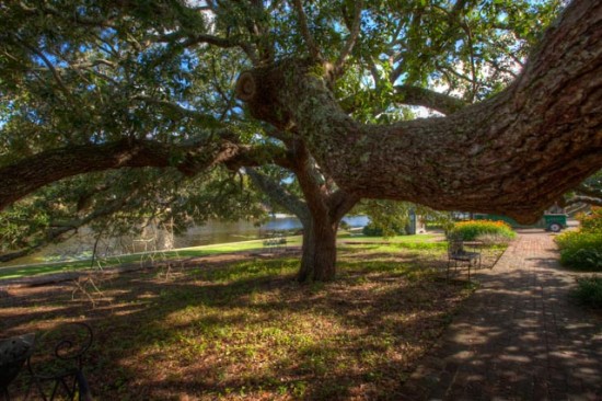 Tree by the river