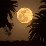 Super Moon and palm trees